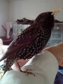 Lost Starling