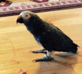 Lost African Grey