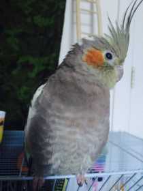 Lost Cockatiel