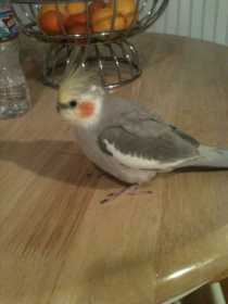 Lost Cockatiel