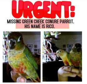 Lost Conure