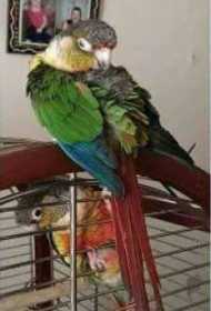 Lost Conure