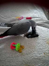 Lost African Grey