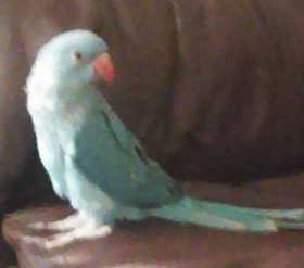 Lost Indian Ringneck Parakeet