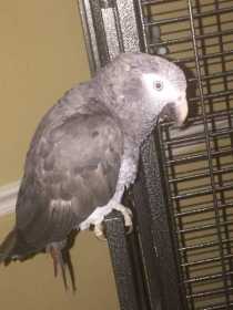 Lost African Grey