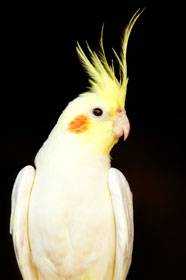 Lost Cockatiel