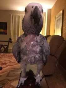 Lost African Grey