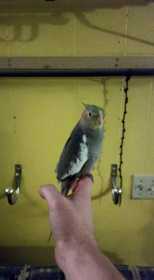 Lost Cockatiel