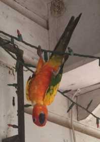 Lost Conure