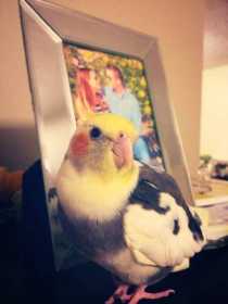 Lost Cockatiel