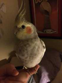 Lost Cockatiel
