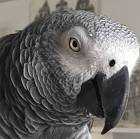 Lost African Grey