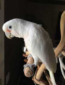 Lost Cockatoo