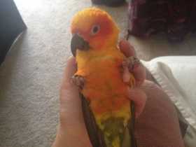 Lost Conure