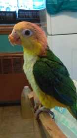 Lost Caique