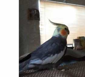 Lost Cockatiel