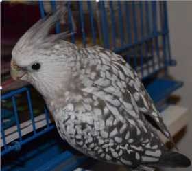 Lost Cockatiel