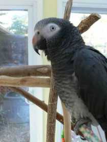 Lost African Grey