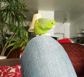 Lost Parrotlet