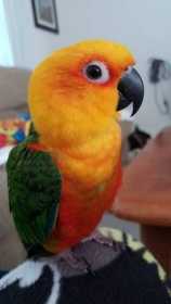 Lost Conure