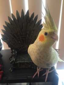 Lost Cockatiel