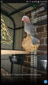 Lost Galah Cockatoo