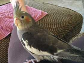 Lost Cockatiel