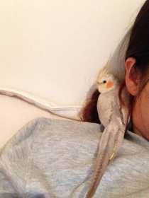 Lost Cockatiel