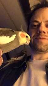 Lost Cockatiel