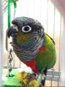 Lost Conure