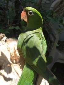 Lost Conure