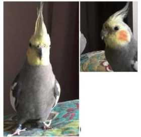 Lost Cockatiel