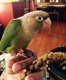 Lost Conure