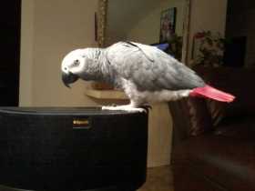 Lost African Grey