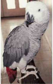 Lost African Grey