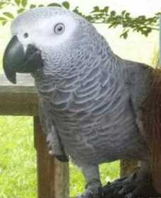 Lost African Grey