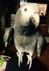 Lost African Grey