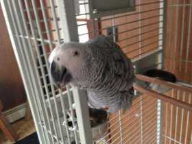Lost African Grey