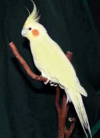 Lost Cockatiel