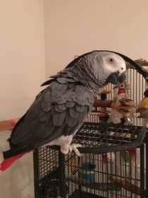 Lost African Grey