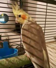 Lost Cockatiel