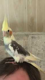 Lost Cockatiel