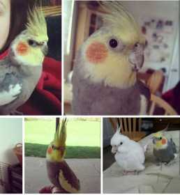 Lost Cockatiel