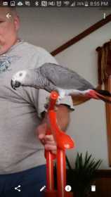 Lost African Grey