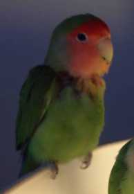 Lost Lovebird