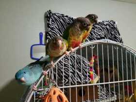 Lost Lineolated Parakeet