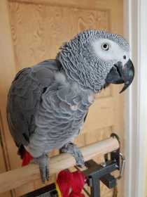 Lost African Grey