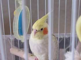 Lost Cockatiel