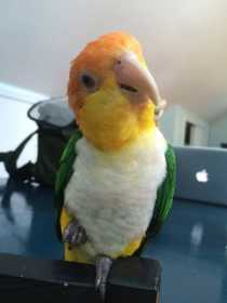Lost Caique