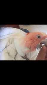 Lost Major Mitchell Cockatoo